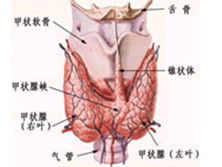 甲状腺功能亢进危象