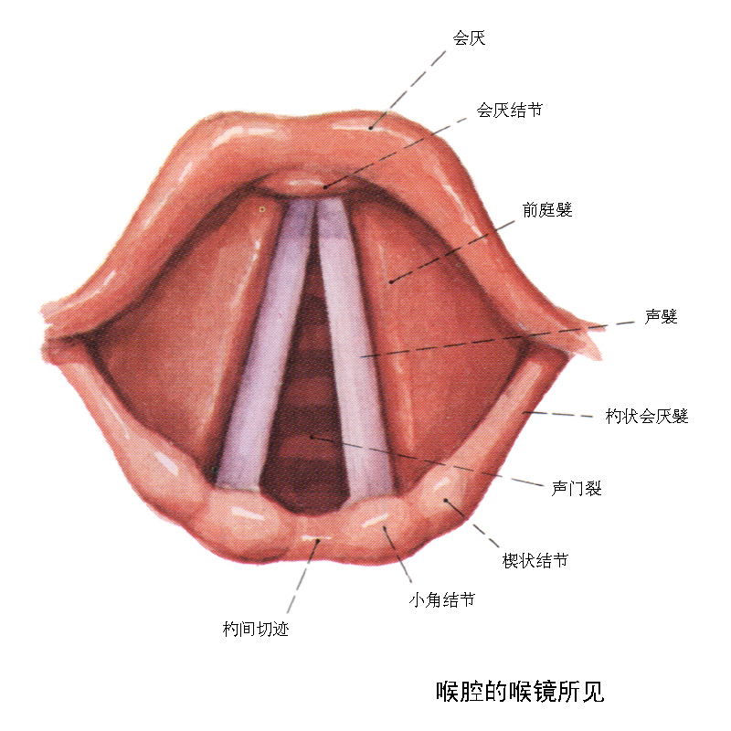 喉返神经麻痹