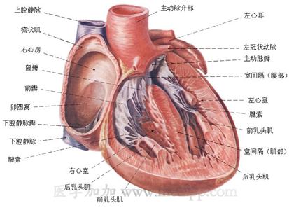 结核性心包炎