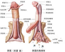 精索恶性肿瘤