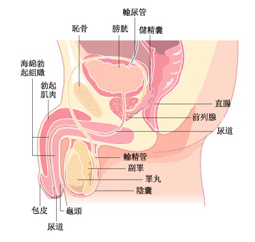 急性附睾炎