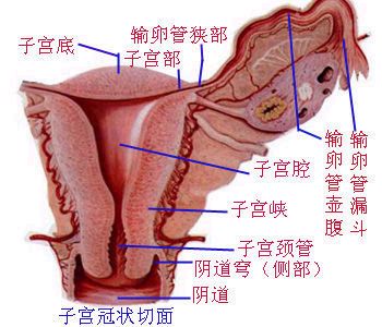 继发性痛经