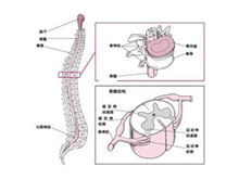 脊髓损伤