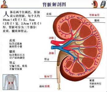 间质性肾炎