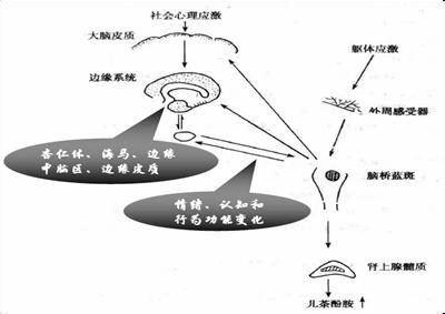 急性應激反應