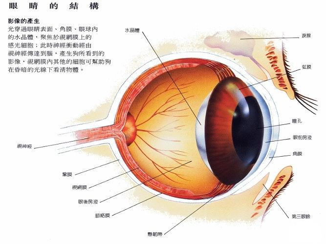 睫状长神经图片