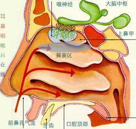 鼻窦炎有哪些症状图解图片