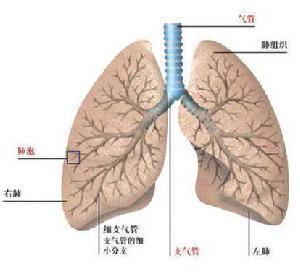 急性细支气管炎