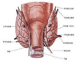 甲状腺结核