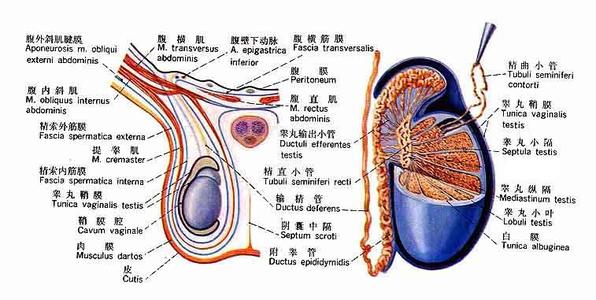 精囊的位置图图片