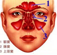 额窦炎在哪个位置图片