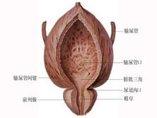 慢性膀胱炎