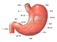 慢性胃窦炎