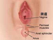 阴道收缩