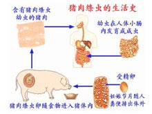 猪带绦虫的生活环境图片