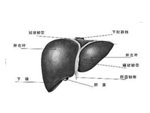 自身免疫性肝病