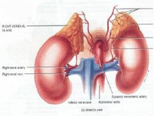 肾上腺疾病