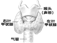 小儿甲状腺疾病