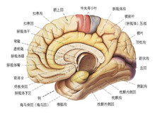 外伤性癫痫