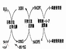 白细胞葡萄糖-6-磷酸脱氢酶缺乏症