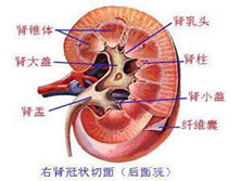 慢性肾功能衰竭