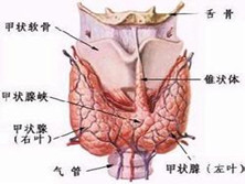 非甲状腺性的病态综合征