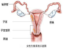 更年期功能失调性子宫出血