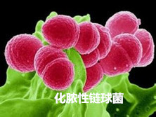 化脓性链球菌感染