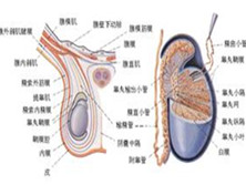 急性非特异性睾丸炎