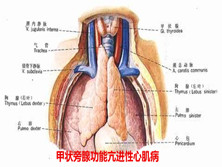 甲状旁腺功能亢进性心肌病