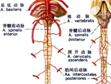 脊髓梗死