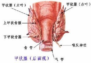 老年甲状腺功能减退症