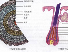 毛发整形