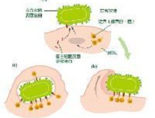 立克次体痘