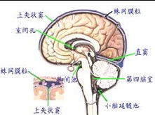 颅骨裂和有关畸形