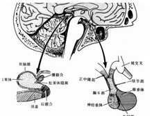 老年尿崩症