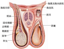 男性生殖器畸形