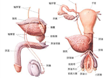 泌尿生殖系真菌病