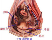 尿道黏膜脱垂