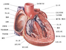 妊娠合并心脏病