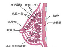 乳房结核