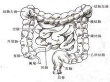 神经性肠梗阻综合症