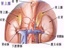 肾上腺性征异常症