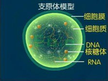 妊娠合并支原体感染