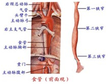 食管kaiyun全站网页版登陆