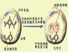 Ⅲ型超敏反应性kaiyun全站网页版登陆