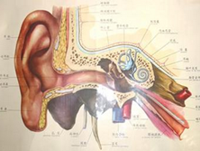 外耳道乳头状瘤
