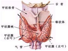 小儿结节性甲状腺肿