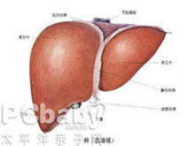 小儿肝衰竭