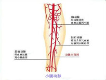 胫骨前动脉由奈动脉分离后,通过小腿骨间膜向小
